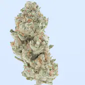 Blue Dream THCa Flower - Image 9