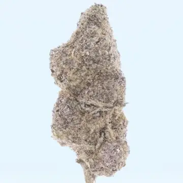Gelato – THCa Flower - Image 9